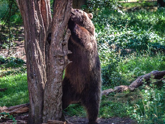 Сибирский-медведь-Описание-и-образ-жизни-сибирского-медведя-7